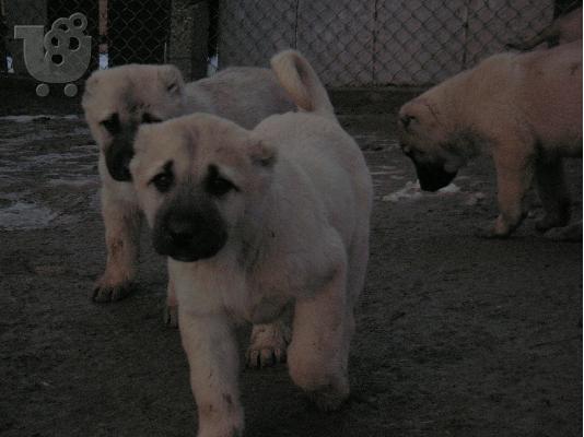 Τουρκικά kangal